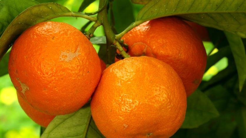 LunaEssencial Oil Laranja Amarga - LunaGreen Bioativos